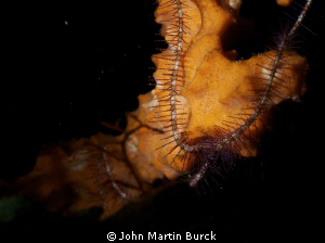 Some sort of Brittle star over coral by John Martin Burck 